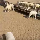 للبيع ضان حرش مراح كامل العدد236 مولده 76