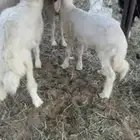 2 ضان متابيع