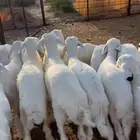 طليان تربيه