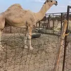 للبيع قعود جذع عقابي كفو