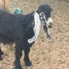 تيس فحل عارضي جذع