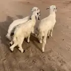 خروفين ورخال سمان مشروطه