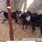 تيوس فل الفل شرط   تم البيع الله يبارك ل الشاري