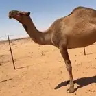ضريبه ام ثالث ولدها مبيوع قبل شهر