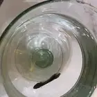 سمكه زينه