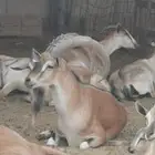 مطلوب فحول وعل طيبه من ثلاث الى خمس حبات