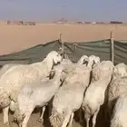 لبيع غنم حريات العدد 12 ب الفحل