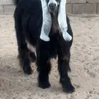 للبيع تيس عارضي معرف العمر سبع شهور