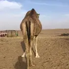 حايل مشروطه من العذاريب