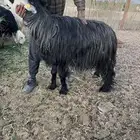 طلي فحل نجدي
