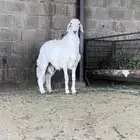 مشروع فحل عمره من 7 الى 8 شهور