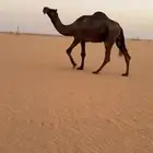 بعير مجهم طيب