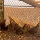دجاج بياض سود