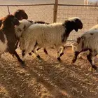 جذعان نعيم