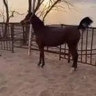 فرس اصيله بدون اوراق عمرها تقريبا 4 سنوات عسيف وركوبه