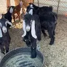 تيوس وجفار للبيع