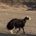 طلي فحل ينسف على الشرط