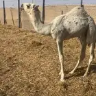 قعود عوني كفوو