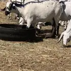 معزا بيشيات صنف