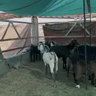 معزا رفحاء