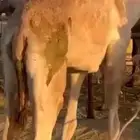 قعدان للبيع