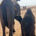 خلفه مجهم كفو