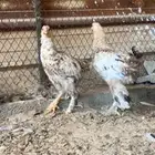 طقم دجاج براهاما