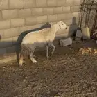 عرض حريه فل شحم وحايل شرط سنها تامه