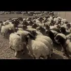 بهم للبيع