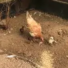 دجاجه مفقصه بلدي اصيل كفو