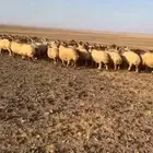 غنم نعيم