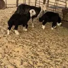 نجديه رغوث بتوم