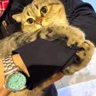 قط للبيع هجين هملايا وسكوتش