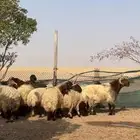 غنم نعيم صنف بفحلها