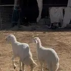 حريات رخال