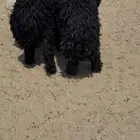 خرفان عرب ونعيم