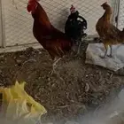 ديك باكستاني للبيع