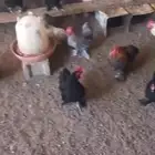 ديوك كوشن