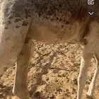 لللببع. حشوان قعود و بكره. السوم 4 والببع قريب جد