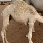حاشي قصب