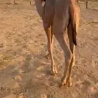 حوار قصب طايش