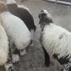 بهم 10 روس للبيع