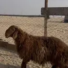 تم البيع