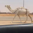 لقحه طيبه