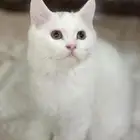 قطط شيرازي ابيض عدد 4   2 ذكر و 2 انثى