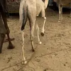 بكره لبني على الحليب