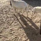 طليان 9جمله تفريد