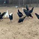 دجاج للبيع