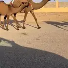 عشرا ثنيه تحتها بكره