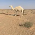 للبيع ضروبه وضحا جاهزه